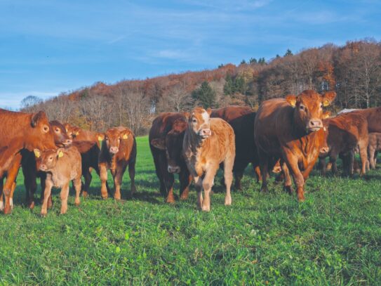 GV AG 2026 c Identitas image